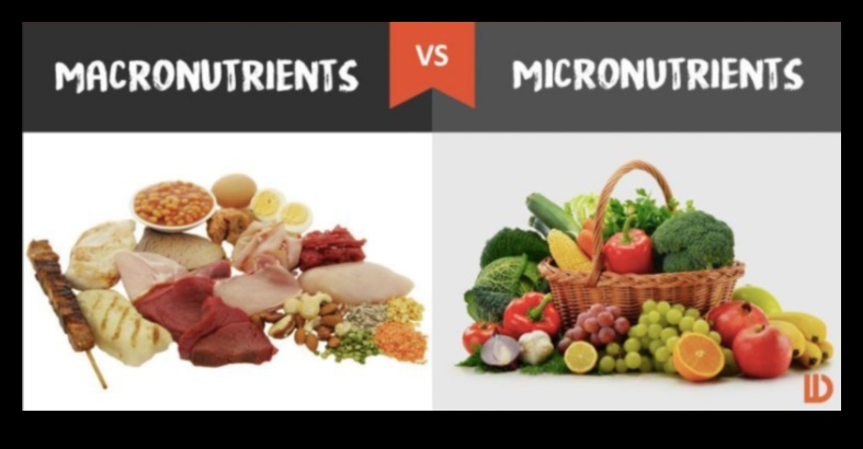 המיקרו-נוטריינטים חשובים: שילוב ויטמינים ומינרלים