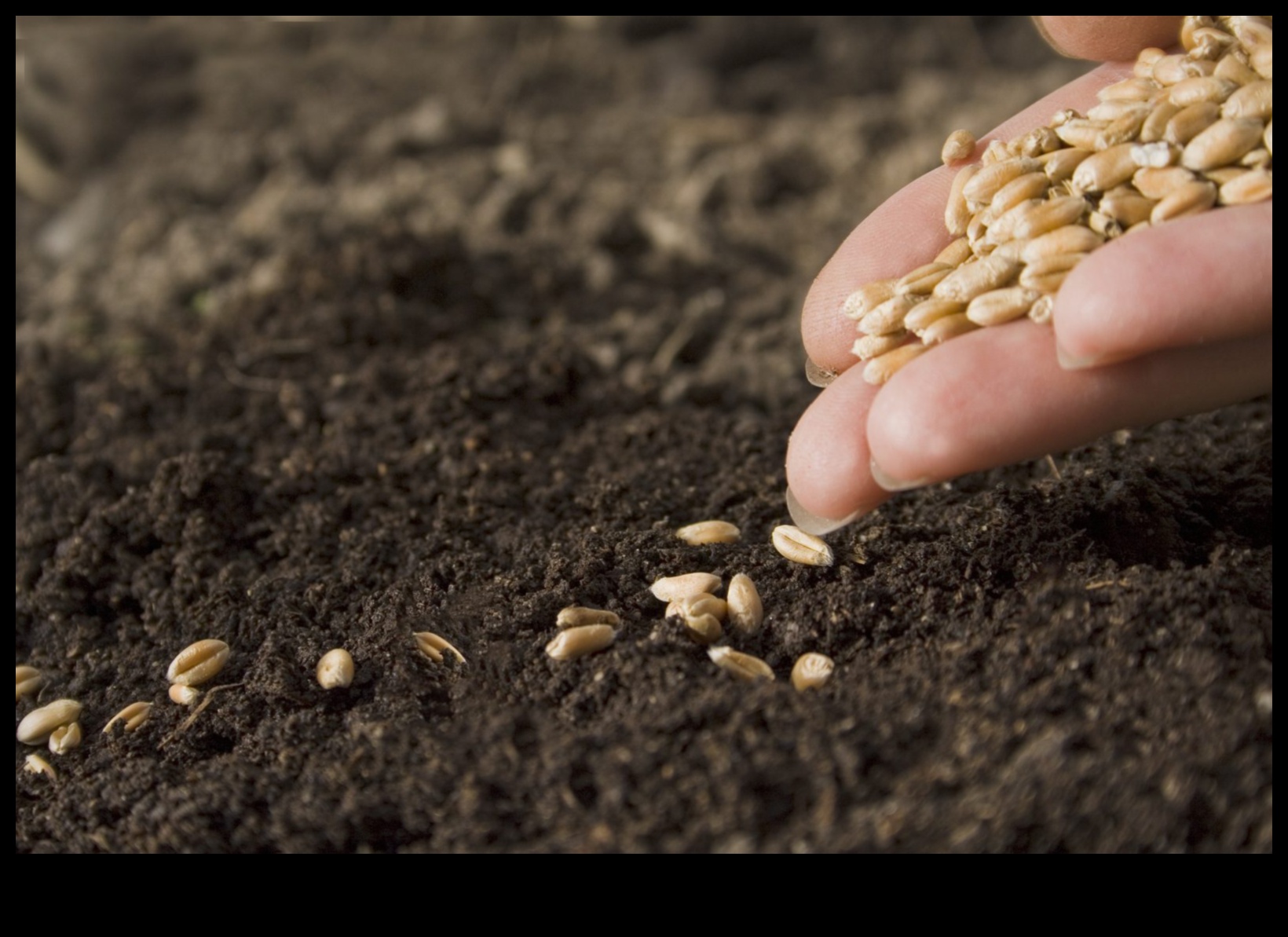קציר בריאות: זריעת זרעים של הצלחה עם ייעוץ תזונה