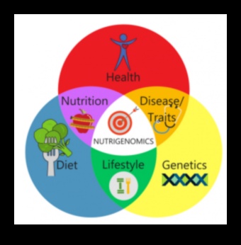 תזונה מדויקת: כוחה של נוטריגנומיקה נחשפה