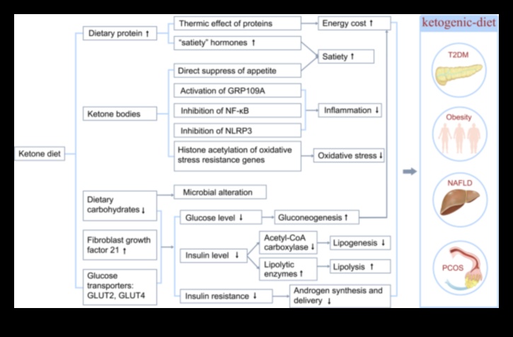 השפעת הגנטיקה על תגובות דיאטת קטו